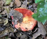 Russula sanguinaria image