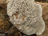 Dimelaena radiata image
