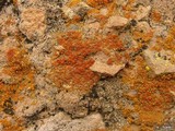 Caloplaca bolacina image