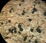 Buellia sequax image