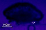 Buellia sequax image