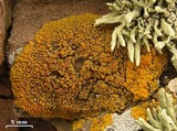 Caloplaca brattiae image