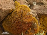 Caloplaca brattiae image