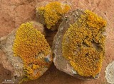 Caloplaca brattiae image