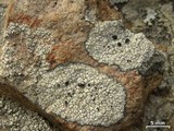 Tephromela atra var. atra image