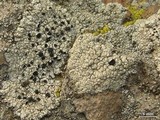 Tephromela atra var. atra image