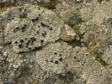 Tephromela atra var. atra image