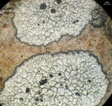 Tephromela atra var. atra image