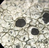 Tephromela atra var. atra image