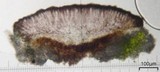 Tephromela atra var. atra image