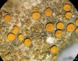 Caloplaca luteominia image