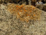 Caloplaca luteominia image