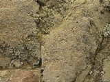 Aspicilia pacifica image