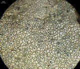Aspicilia pacifica image