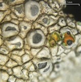 Aspicilia pacifica image