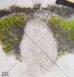 Aspicilia pacifica image