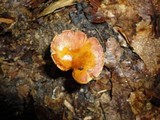 Boletinellus merulioides image