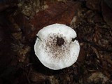 Amanita onusta image