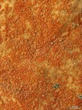Caloplaca luteominia image