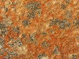 Lecania fructigena image