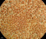 Caloplaca luteominia image