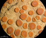 Caloplaca luteominia image