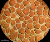 Caloplaca luteominia image