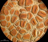 Caloplaca luteominia image