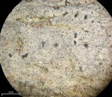 Arthonia albopulverea image