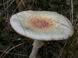 Amanita amerimuscaria image