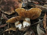 Cortinarius australiensis image