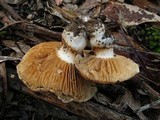 Cortinarius australiensis image