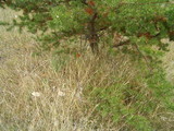 Amanita amerimuscaria image