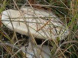 Amanita amerimuscaria image