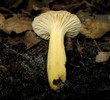Lactarius hygrophoroides image