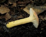 Lactarius hygrophoroides image