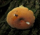 Lactarius hygrophoroides image