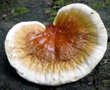 Ganoderma curtisii image