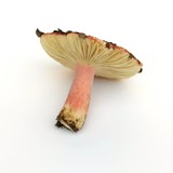 Russula sanguinaria image