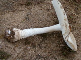 Amanita amerimuscaria image
