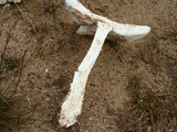 Amanita amerimuscaria image