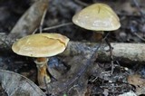 Suillus grevillei image