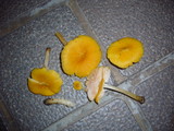 Pluteus leoninus image