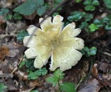 Russula violeipes image