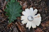 Russula violeipes image