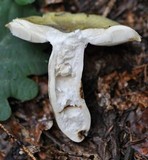 Russula violeipes image