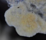 Hydnellum caeruleum image