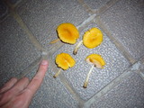 Pluteus leoninus image