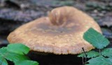 Tapinella atrotomentosa image