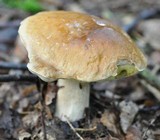 Boletus edulis f. quercicola image